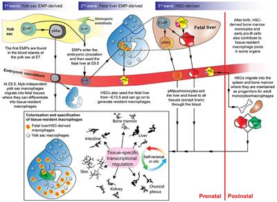 The Origins and Functions of Tissue-Resident Macrophages in Kidney Development